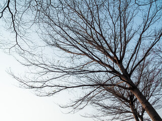 Fototapeta na wymiar winter sky with branches
