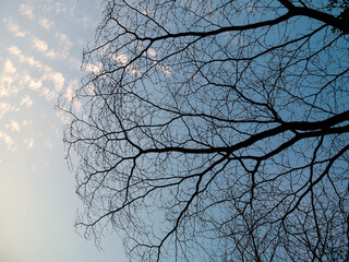 winter sky with branches