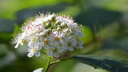 Bright white flowers of the viburnum bush in early spring