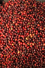 close up of fresh coffee beans for background                                                                                