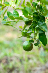 Lemons are plants that can be used as food and drink.