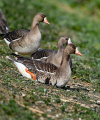 Anser albifrons aka white-fronted goose 