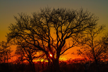Tree silhouette against sunset in Kruger National park
