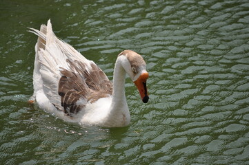 white goose in the water