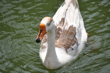 white goose swimming