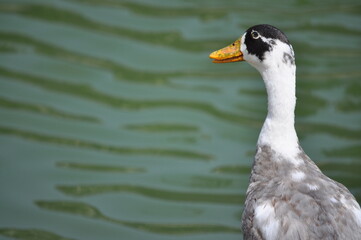 Fototapeta premium duck on the water