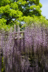 平等院の藤棚の藤の花
