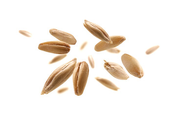 Oat grains levitate on a white background