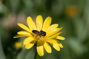 Bumblebee in the garden close-up. Cute beautiful flowers in the garden close-up. Selective small focus and nice bokeh. Fairytale world of plants. Nature green and vibrant petals.