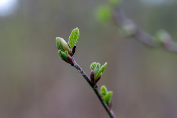 Sprouts of white alder on a blurred green gray background	