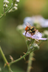 small yellow honeybee on beautiful white blackberry flower pollinating