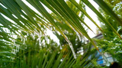 Fototapeta na wymiar Icicles hanging from a palm leaf against a background of blurry greenery