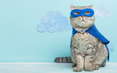 superhero cat, Scottish Whiskas with a blue cloak and mask. The concept of a superhero, super cat, leader - 491755723