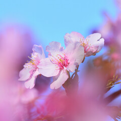 Fototapeta na wymiar Close up kawazu cherry blossoms like with a soft focus 