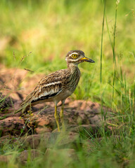 Indian stone curlew or Indian thick knee bird portrait in natural green background at ranthambore national park or forest reserve sawai madhopur rajasthan india - Burhinus indicus