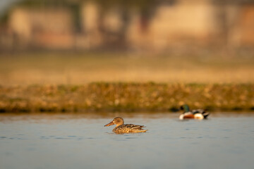 Gadwall or Mareca strepera in golden hour morning light floating in water with reflection and eye contact in shallow water at keoladeo national park or bharatpur bird sanctuary rajasthan india