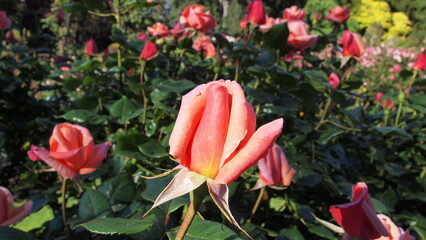 Spring rose garden
