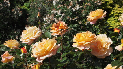 Spring rose garden