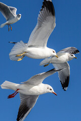 seabirds and wildlife