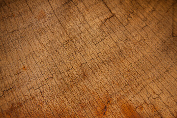 The texture of the iron tree. Background on a cut of wood.