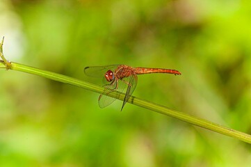 Red Dragonfly on Leaf