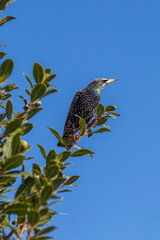 seabirds and wildlife