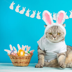 Easter bunny cat in the form of an Easter bunny.Easter screensaver with a basket and eggs.Easter background
