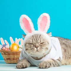 Easter cat with bunny ears with Easter eggs. Cute kitten