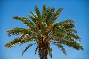 Obraz na płótnie Canvas Palm trees on blue sky, palm at tropical coast, coconut tree.