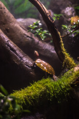 Ancient Turtle