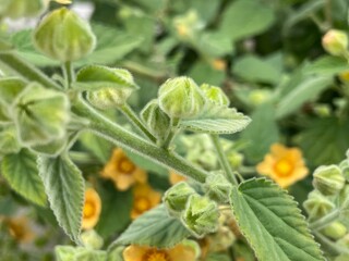 cucumber in the garden