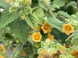 yellow flowers