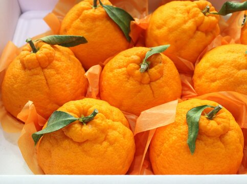 Korean Hallabong oranges in gift set