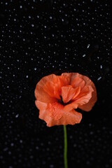 One red poppy on a black background