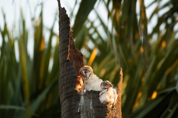 Barn Owl.Tyto alba rests in a nest on a dead perennial tree.Pathum Thani, Thailand.