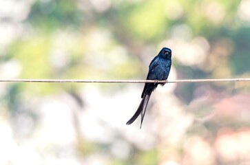 Black Drongo