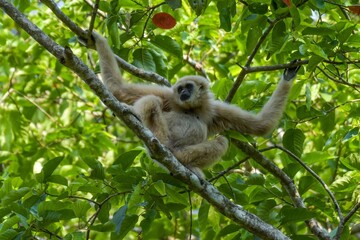 White-handed gibbon or Gibbons on trees, gibbon hanging from the tree branch. Animal in the wild, Khao Yai National Park, Thailand.
