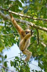 White-handed gibbon or Gibbons on trees, gibbon hanging from the tree branch. Animal in the wild, Khao Yai National Park, Thailand.