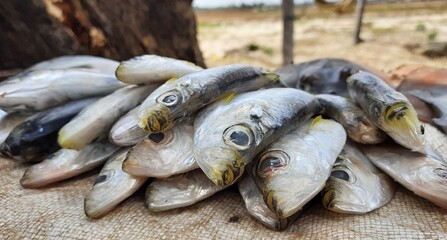Marine fish for sale at the fish market.