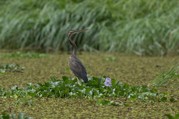 Great Blue Heron (Ardea Herodias) standing in a marsh