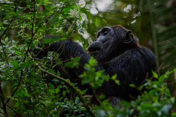 Pan-hooting chimpanzee (Pan troglodytes) in natural habitat