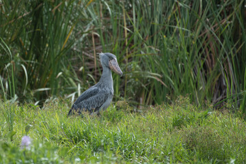 African Balaeniceps (Balaeniceps rex) is a large African bird from the order of the rocks, known especially because of its conspicuously shaped beak.