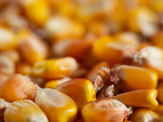 Macrophotography of golden corn seeds (maize). Maize (corn) background. Food background of corn grains in close-up