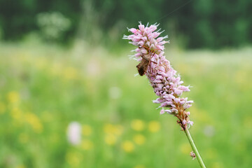 Pink flowers of common bistort, against the background of green grass in spring, summer. A beetle on a flower. Selective focus. Blurred background. Floral spring background
