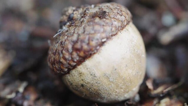 Close-up of an acorn on forest ground focused in front of the camera