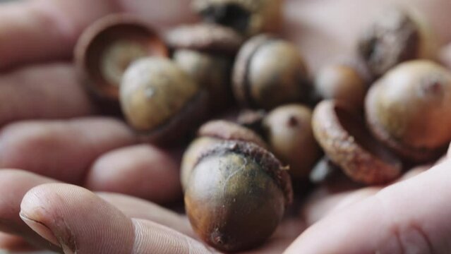 Close Up View Of Acorns Held In Palm Of Hands