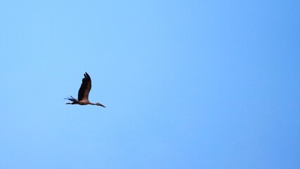 birds in flight