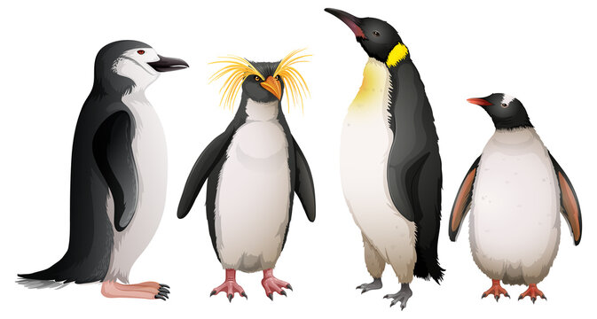 Different types of penguins