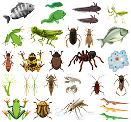 Different kinds of insects and animals on white background