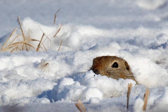 Richardson’s Ground Squirrel poking up through snow